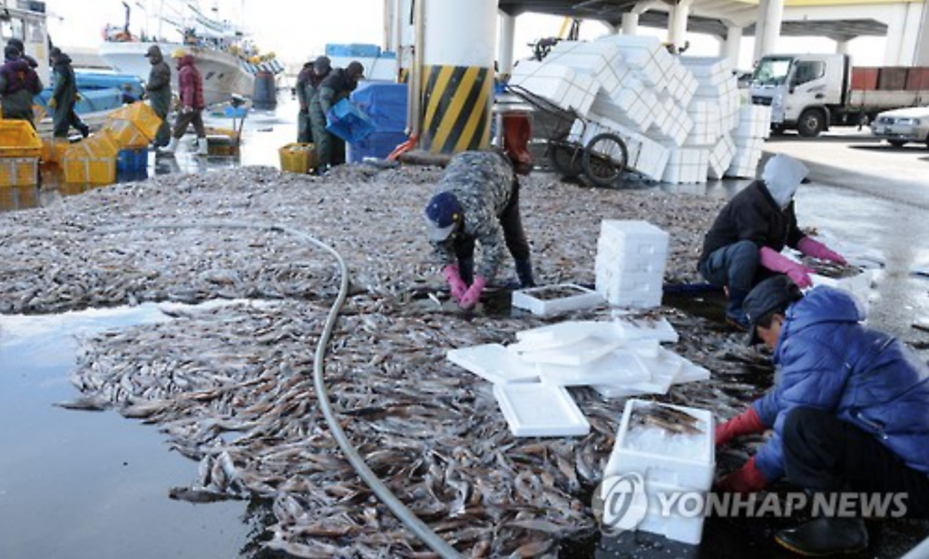 This photo, taken on Jan. 5, 2016, shows workers put squids into boxes in the eastern port city of Gangneung. (image: Yonhap)