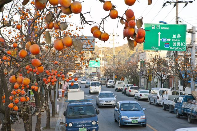 16,000 Persimmon Trees in Yeongdong Bearing Fruit