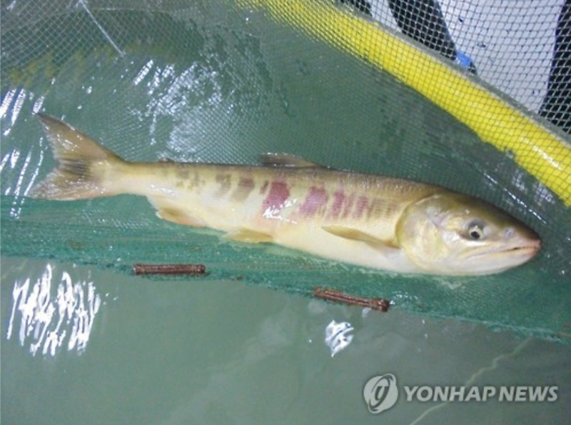 Salmon Return to Ulsan for 14th Consecutive Year