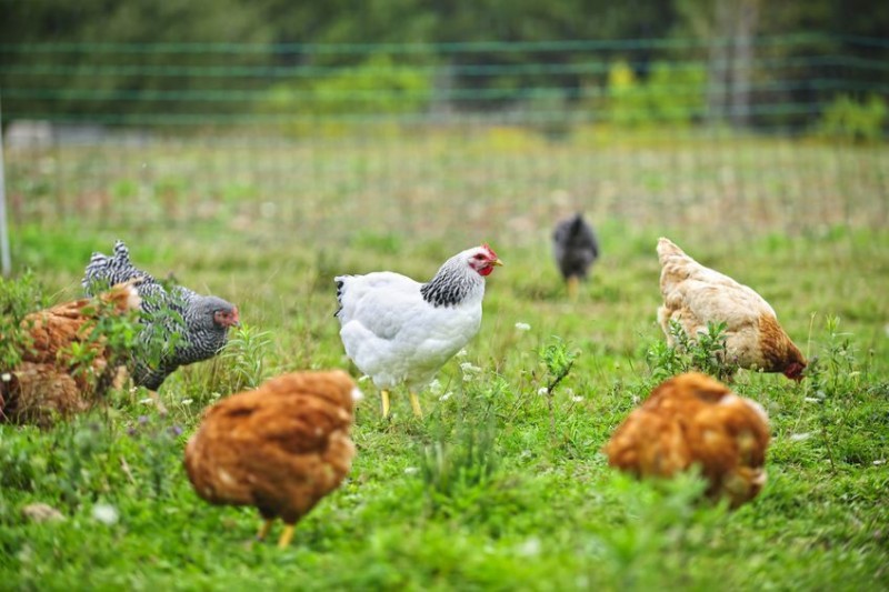 Poultry Sale Relatively Stable despite AI Outbreak