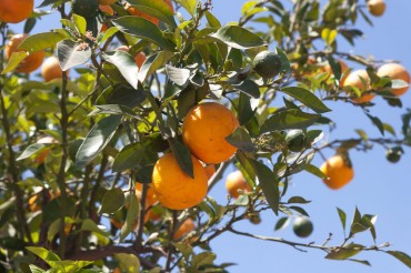 Jeju Introduces Electronic Auction for Tangerines