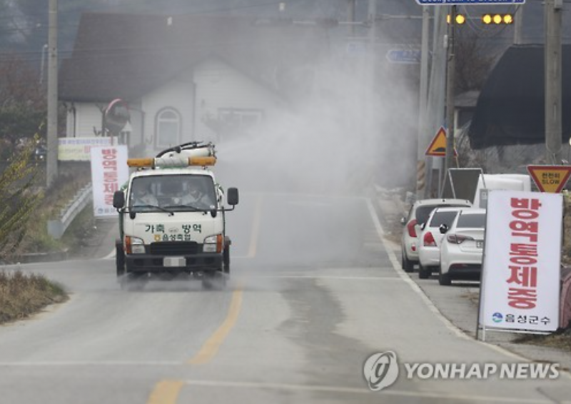 Korea Struggles to Contain Bird Flu
