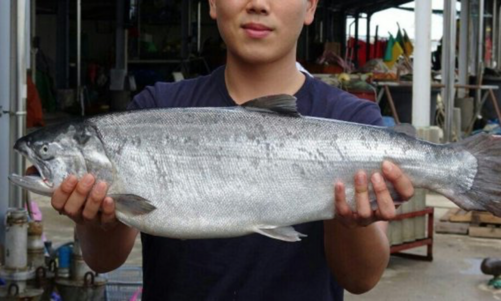 It took 20 months to raise 200-gram salmon to 5-kilogram mature fish, which are similar to their imported counterparts. (image: Ministry of Oceans and Fisheries)
