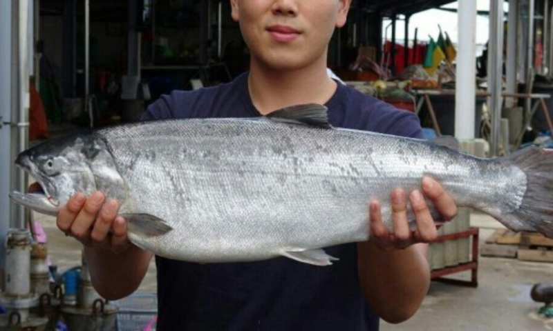 Korea Becomes First in Asia to Succeed at Salmon Aquaculture