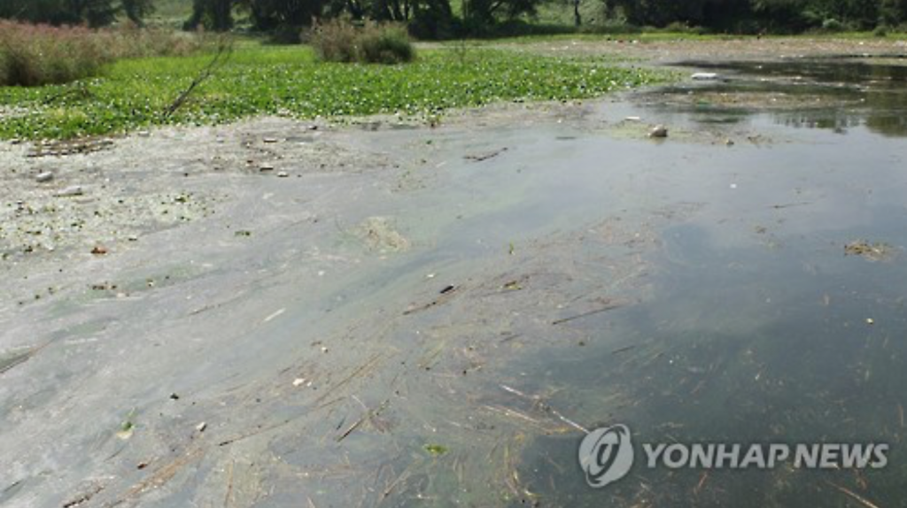 Green algae bloom in the Nakdong River in southeast South Korea. (image: Yonhap)