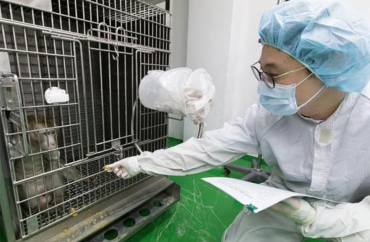 Korean Pig-to-Monkey Heart Transplant Surgery Sets New Survival Record
