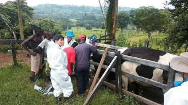 Korea Exports Genetic Resources for Dairy Cattle to East Africa