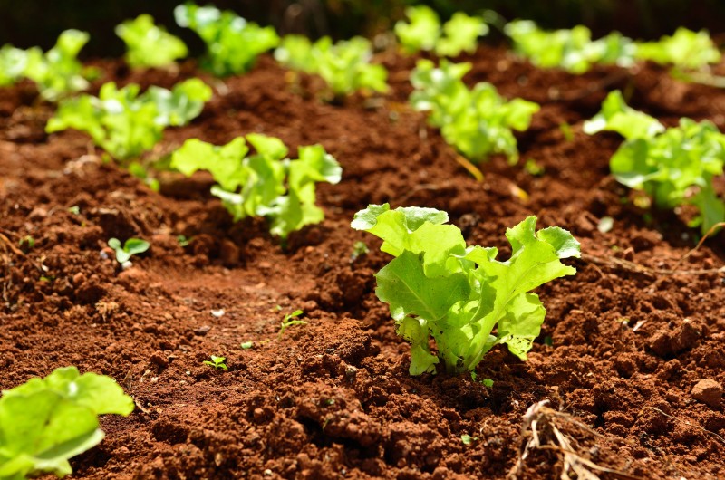 Biofloc Proves Useful in Vegetable Farming