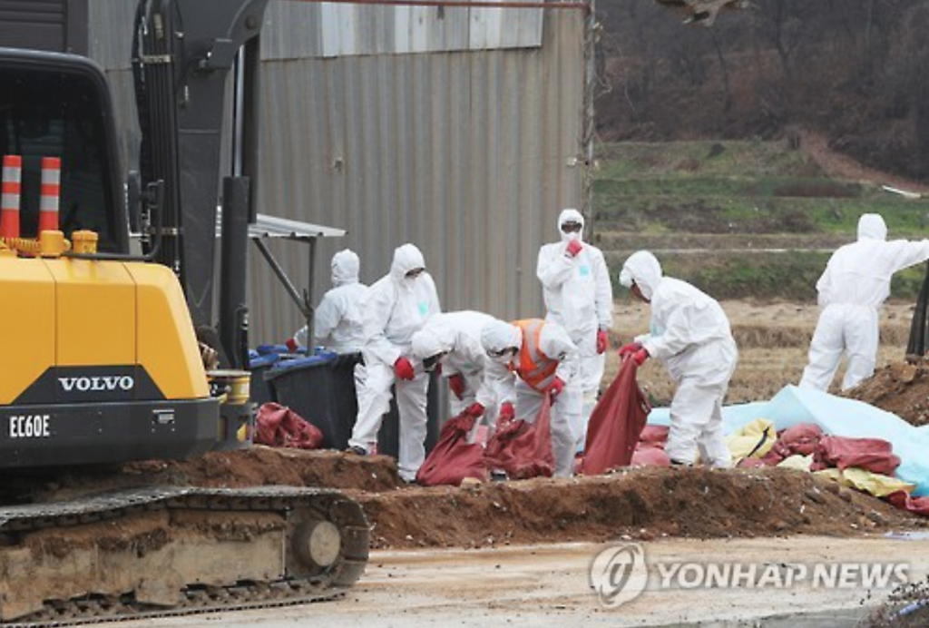Hong, the owner of the Eumseong farm, along with other poultry farmers in the area, strongly denounced the quarantine authorities for their foot-dragging approach to containing the virus at nearby farms. (image: Yonhap)