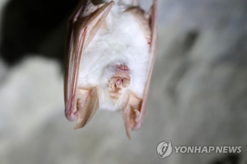 Albino Bat Found in Korean National Park