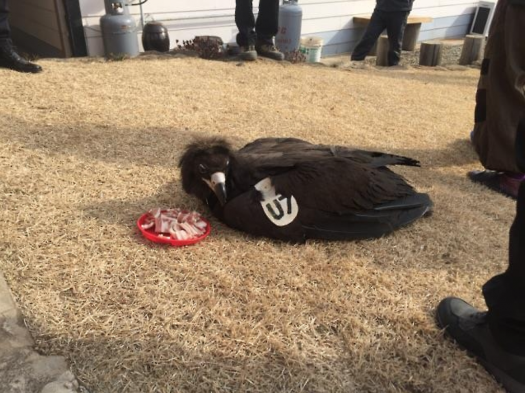 On the ankle of the bird was an identification tag with writings including Mongolia, Denver Zoo, 2016, and the number 516. On its right wing was another tag that read U7. (image: Geoje)