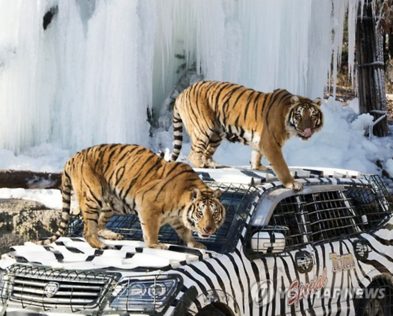 Everland Zoo Offers “Snow Safari” Adventure