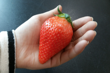 Korean Farmers Grow Giant Strawberries