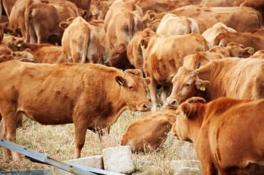 “Health Insurance” Policy for Korean Cattle Introduced Following Outbreak of Foot-and-Mouth Disease