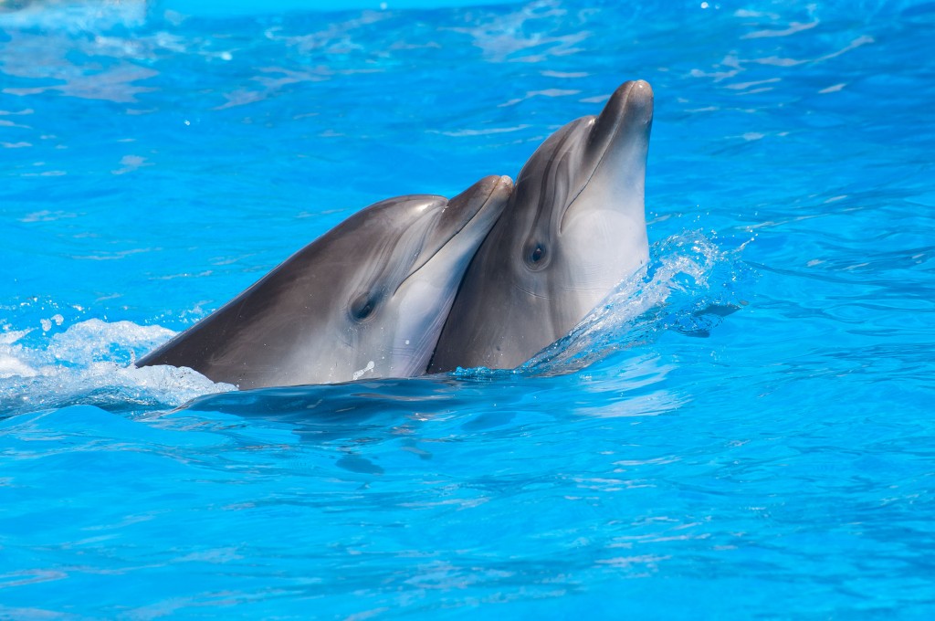 Animal rights advocates have long argued that trapping wild dolphins, which are highly intelligent animals, and placing them in a small fish tank is equivalent to sentencing them to death. (image is not related to this article)