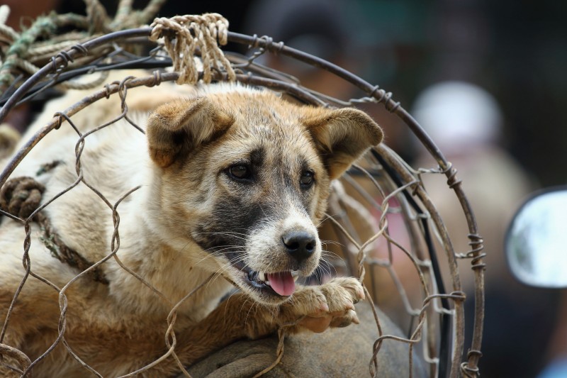 Moran Market Turns to the Future as Dog Meat Trade Wanes