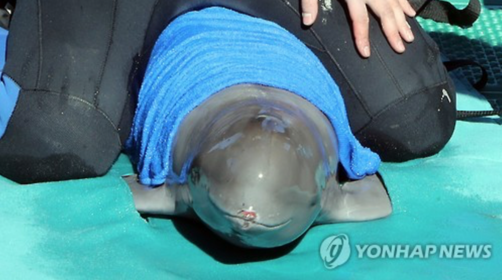 Luckily, the captain of the ship reported the incident to officials immediately, and the porpoise was rescued and safely transported to the Sea Life Busan Aquarium, which has the only professional treatment facility for finless porpoises in Korea. (image: Yonhap)