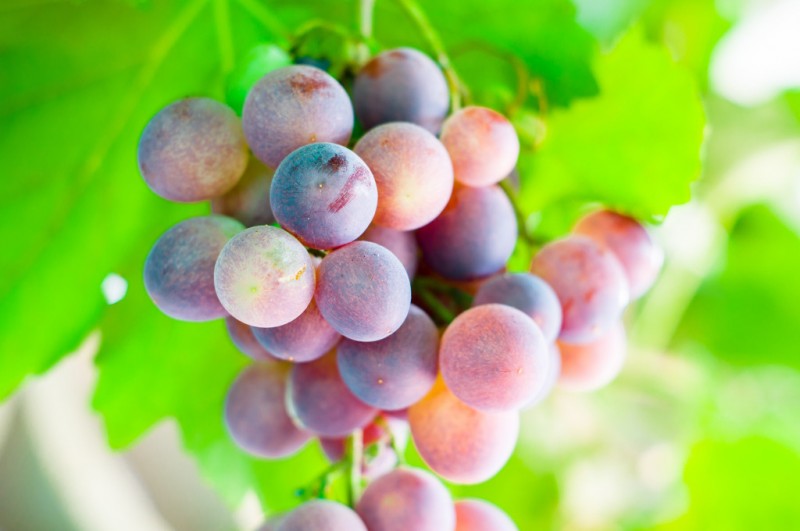South Korean Grape Farms Under Threat From Trade Deals