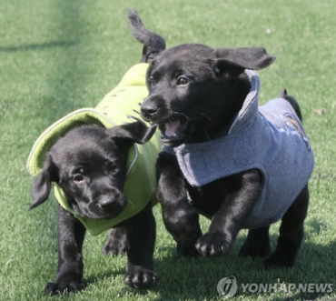 Clone Sniffer Dogs to Be Deployed in S. Korean Police