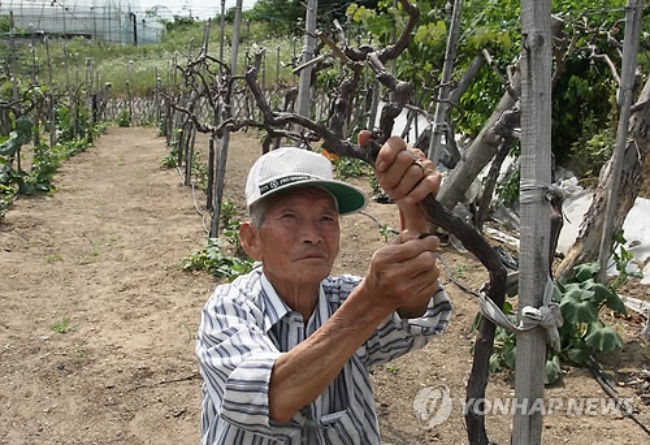 Grape growers in North Chungcheong Province are heavily hit by the impact of free trade deals.