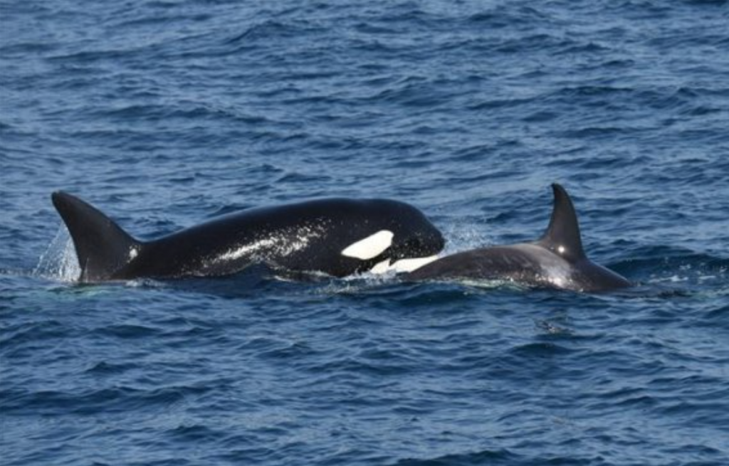 A mother killer whale and a baby whale are seen swimming in waters off Uljin, North Gyeongsang Province, on March 15, 2017. (image: National Institute of Fisheries Science)