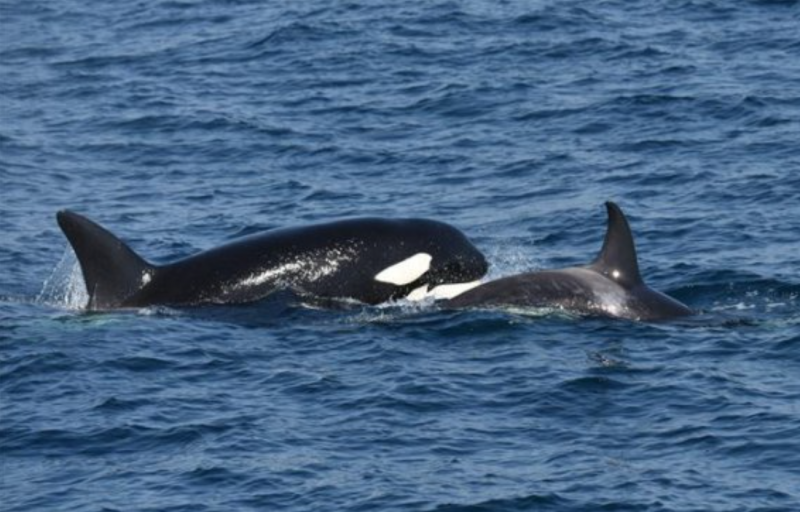 Mother Killer Whale, Calf Spotted in East Sea