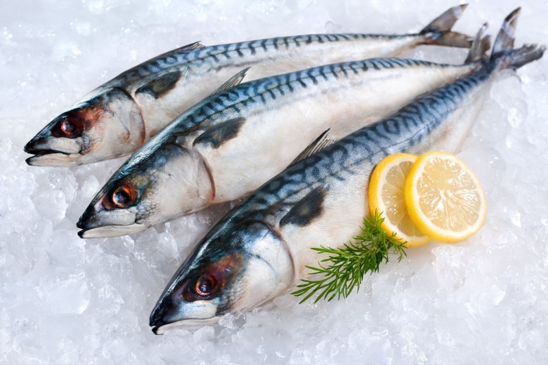Norwegian Mackerel Thrive in Korea as Local Fish Stocks Dwindle