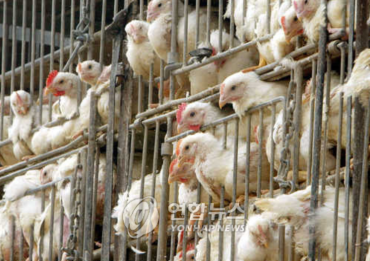 Bird Flu Pandemic Hasn’t Changed Atrocious Conditions at Poultry Farms
