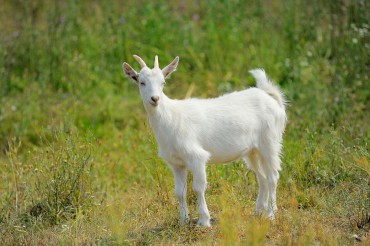 National Park Service Uses Drones to Capture Destructive Goats