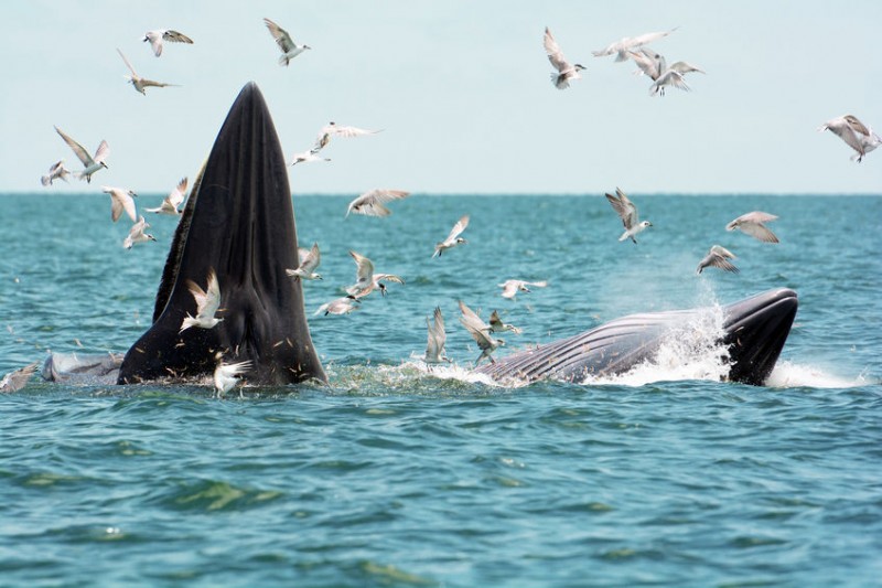 Jeju Museum to Make Massive Specimen of Whale