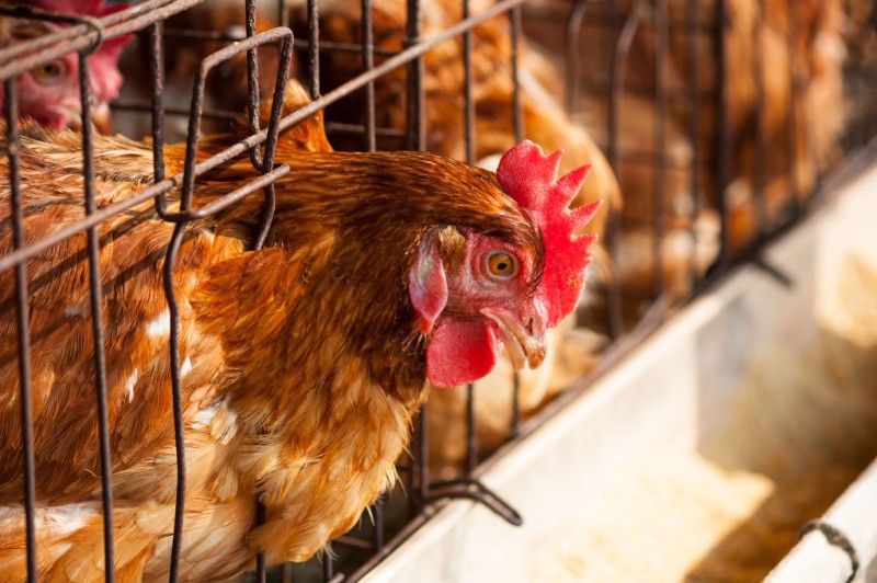 Chickens at Large Poultry Farms More Prone to Avian Influenza