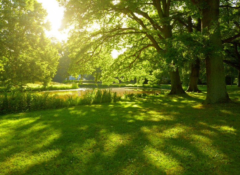 Lack of Green Space Linked to Depression and Suicide