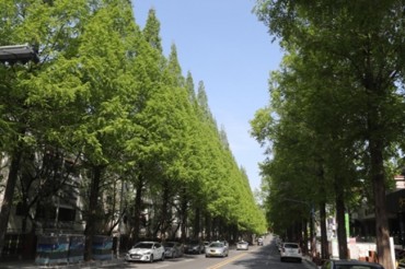 Dawn Redwood Trees to Disappear from Korean Streets After Complaints