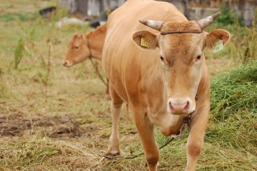 Jeolla Province to Trial Automated Calf Feeders