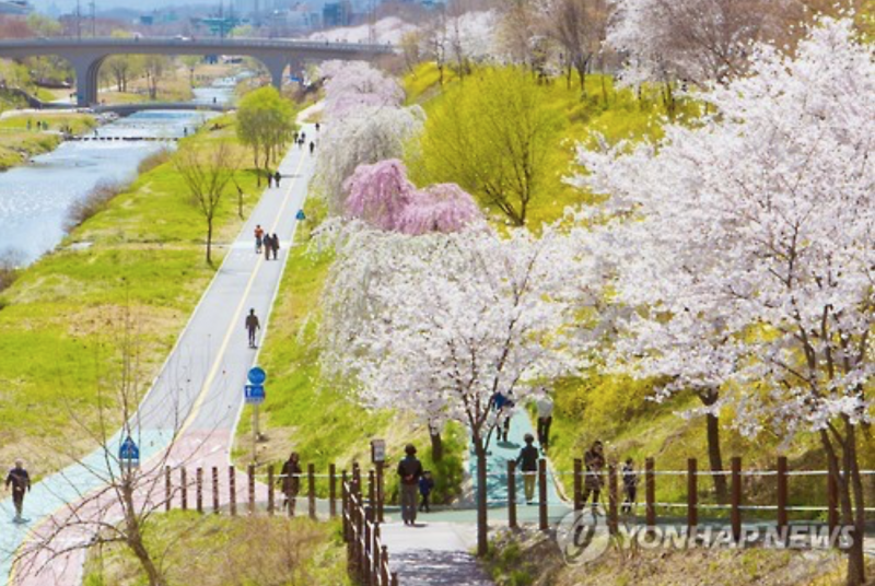 Cherry Blossom Festival Kicks Off at Yangjae Stream