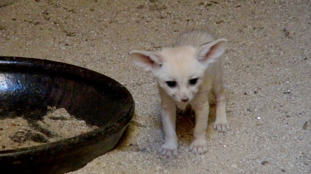 fennec