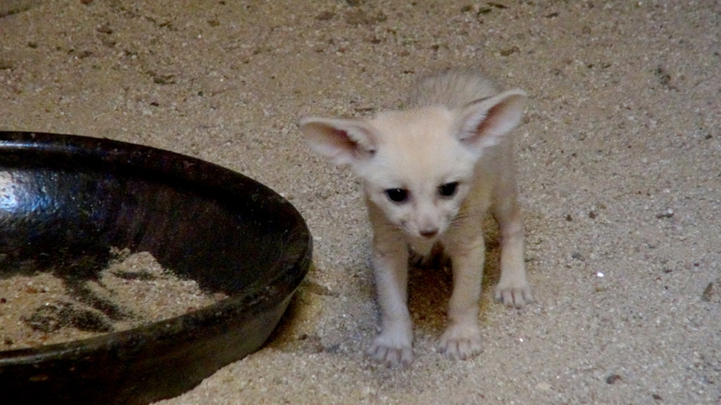 Smuggled Fennec Fox Gives Birth to Three Cubs