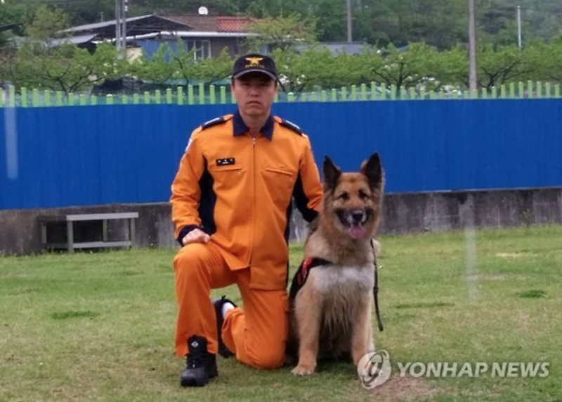 41 Dogs Compete for Title of South Korea’s Best Rescue Dog