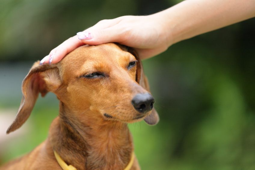 It is the advice of experts that older dogs of this age must undergo regular checkups because of the rapidly growing possibility of developing heart disease, kidney disease, hyperadrenocorticism, mammary gland tumors, and cataracts. (Image: Kobiz Media)