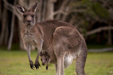 ‘Kangaroo Families’ on the Rise as South Korean Parents Expect to Support Children Until Marriage