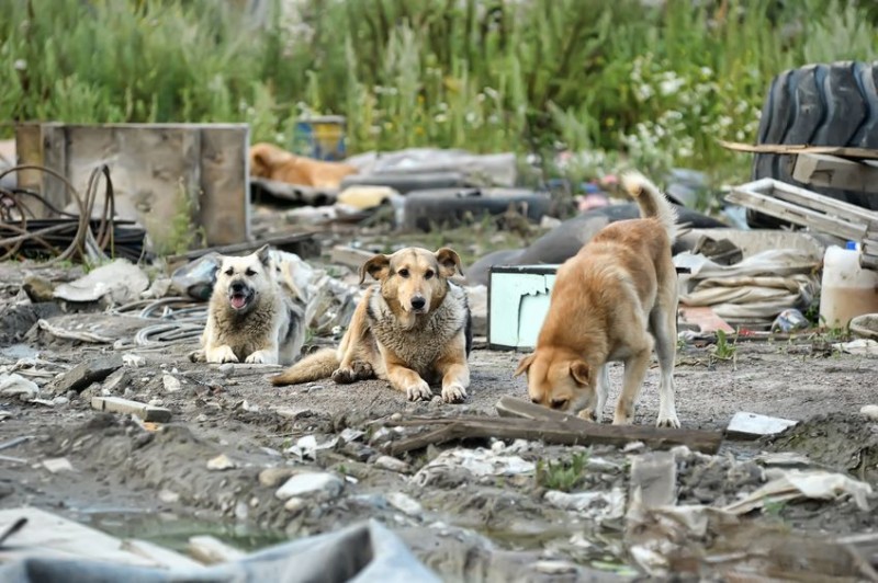 Debate Heats Up Over Treatment of Feral Dogs