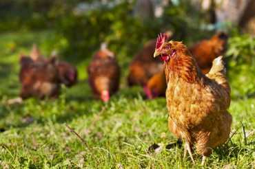Gyeonggi Province in Talks to Open Humane Poultry Farms to Curb Avian Influenza