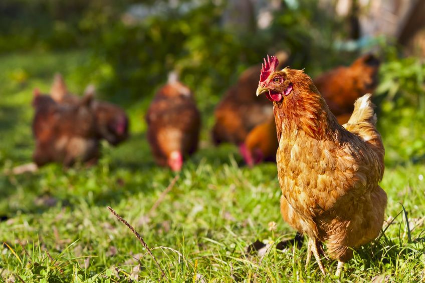 Despite the eggs being more expensive than the average market price, city officials believe their efforts to protect animal welfare and the quality of the produce will appeal to animal-friendly and environmentally sensitive consumers. (Image: Kobiz Media)