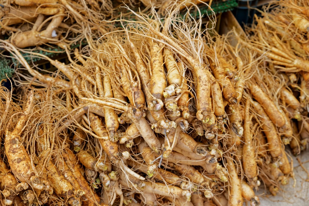 40800126 - crowd of real ginseng from the north of korean republic