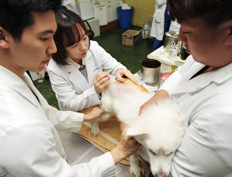 Konkuk University Medical Center was the first in the country to open a 24-hour pet emergency room, in December of last year, with six veterinarians who specialize in both internal medicine and surgery. (Image: Konkuk University)