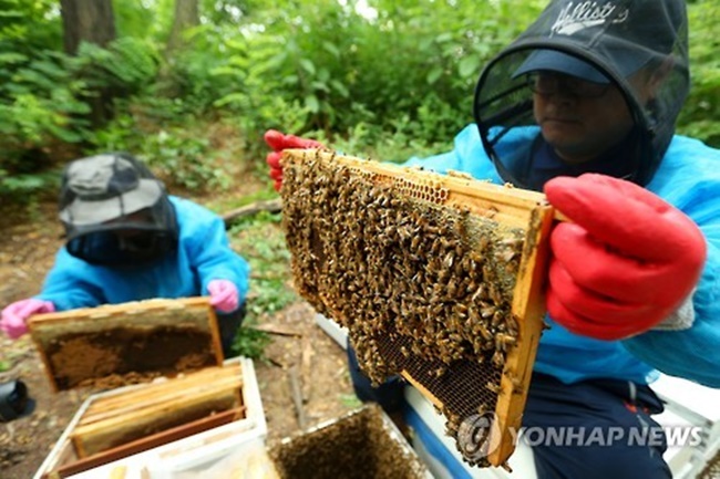 Beesen to export 300 Billion Won of Bee Venom Mask Packs to China