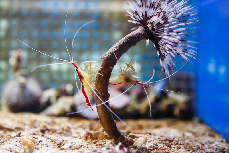 South Korean Scientists First to Breed Cleaner Shrimp