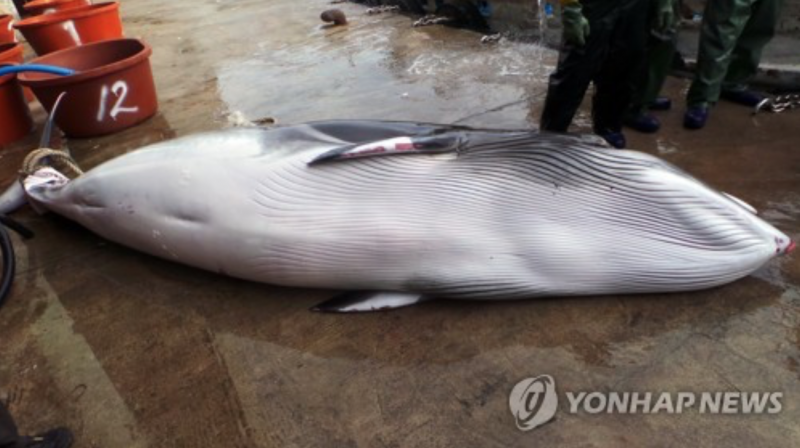 Thousands of Whales Killed in South Korean Waters Every Year