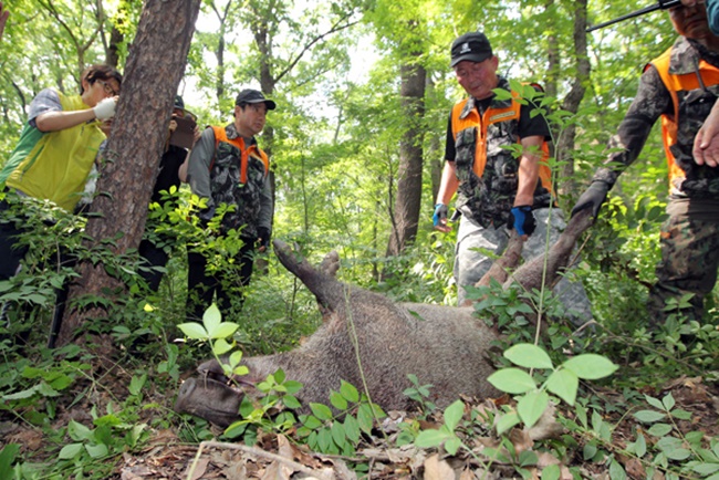Earlier this week, reports emerged that Okcheon County, an area that has dealt with attacks from wild animals targeting property and residents for years, had finally seen an improvement in curbing the threats facing the community, after putting out 200 kilograms of sweet potatoes and carrots in an area where the wild animals make frequent appearances. (Image: Yonhap)