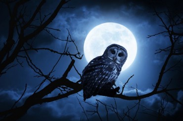 Healthy Social Life No Problem for Night Owls, Researchers Say